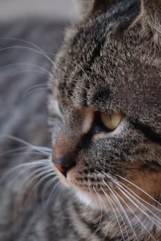 盛合晶微IPO：亮眼增速难掩大客户风险 产能未打满却筹资48亿元扩产 特殊架构或加大行权难度 新闻