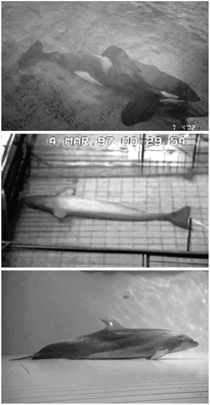  当AI开始说「我需要休息」：一个让科技圈沉默的代码泄露 新闻 当AI开始说「我需要休息」：一个让科技圈沉默的代码泄露 新闻