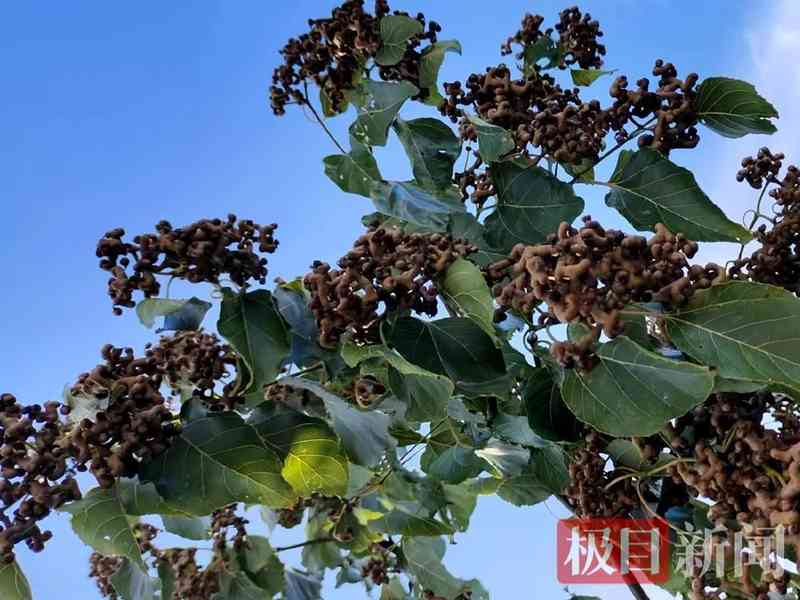  《生态酿造的科学密码：竹山拐枣酒工艺深度解析》 企业服务