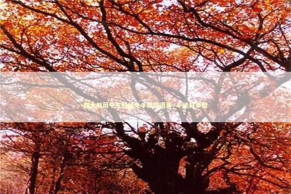 四大航司中东航线免手续费退票_平淡叙事型 新闻