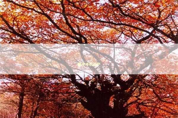 量子手机量产 新闻